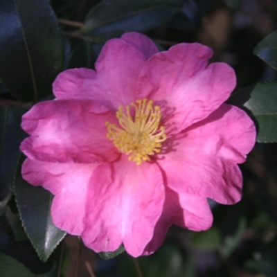 Kanjiro | American Camellia Society